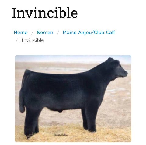 Invincible Home Semen Maine Anjou/Club Calf Invincible