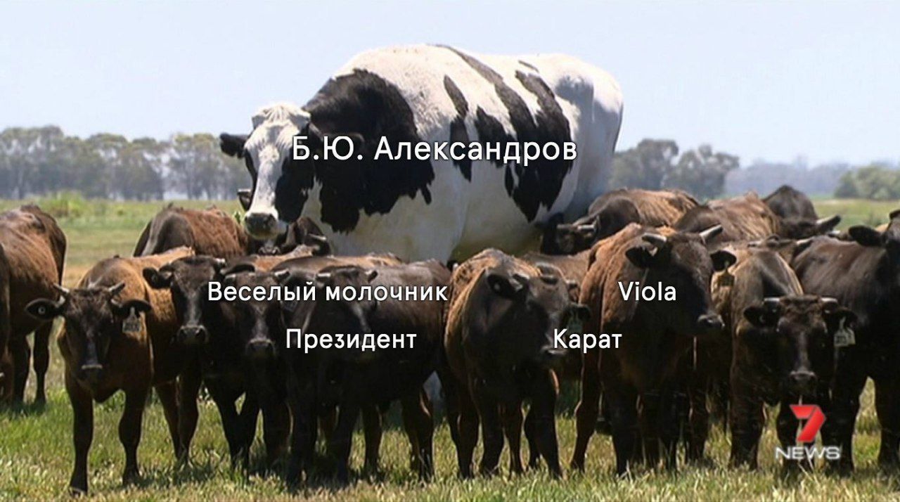 4 Александров 4 Веселый`молочник) у Президент Карат у 4 у 4