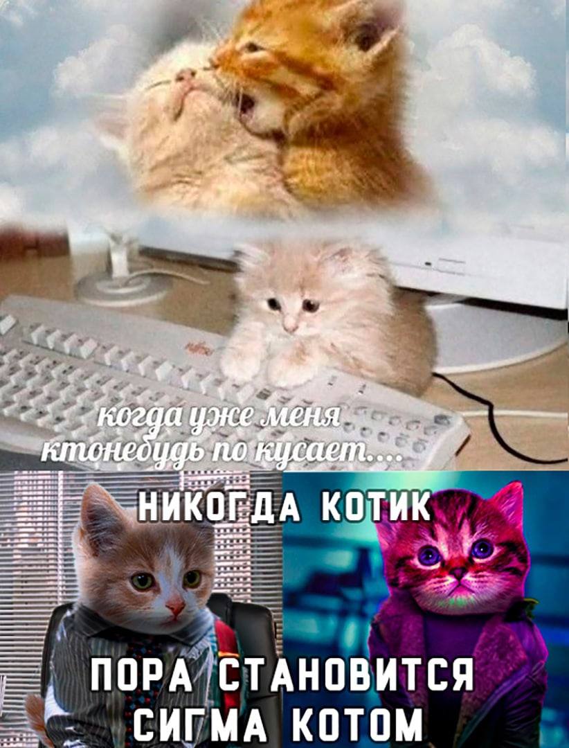 aS к «ACF НИКОГДА КОТИК уввае СТАНОВИТСЯ СИГМА КОТОМ
