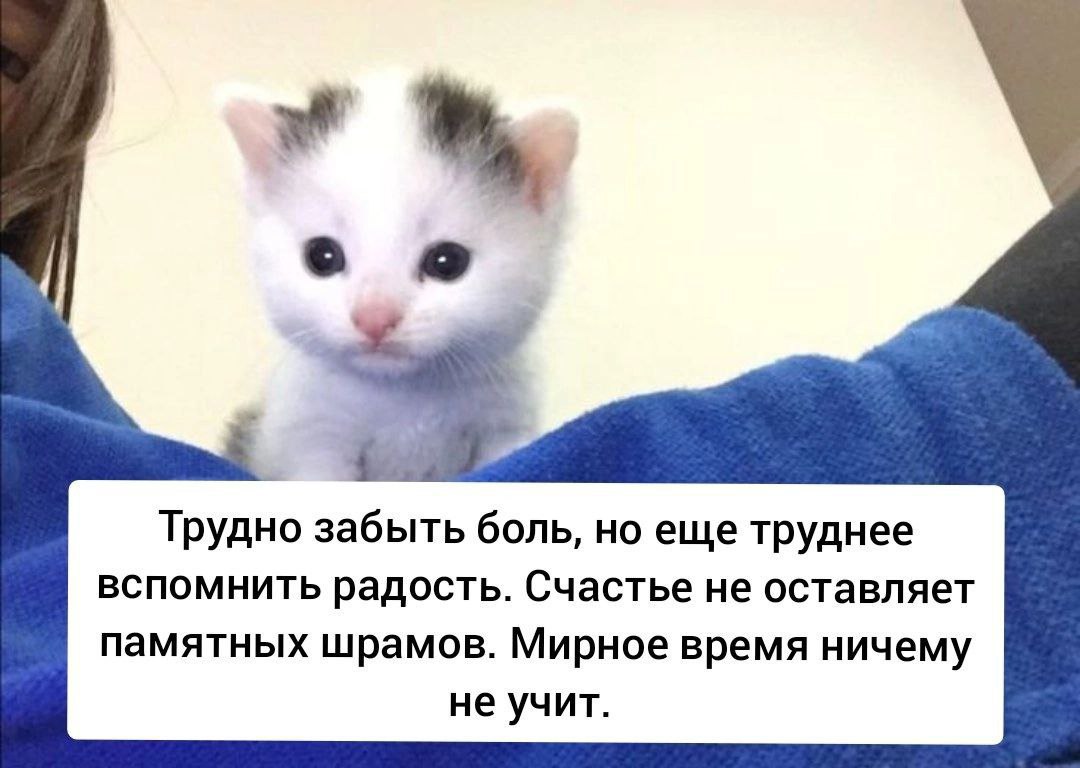 Трудно забыть боль, но еще труднее вспомнить радость. Счастье не оставляет памятных шрамов. Мирное время ничему не учит.