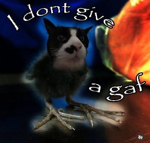 eat