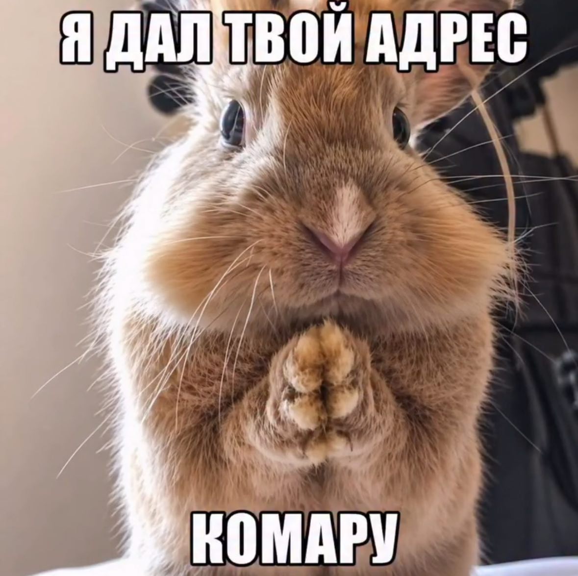 Я ДАЛ ТВОЙ АДРЕС КОМАРУ