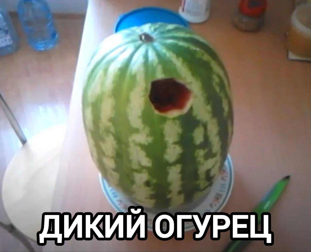 ДИКИЙ ОГУРЕЦ