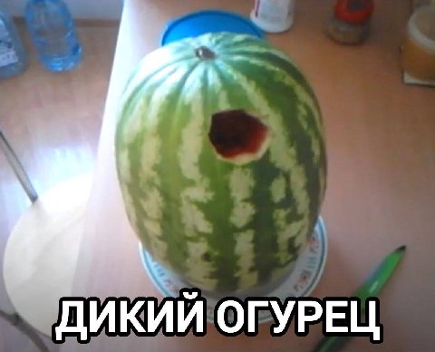 ДИКИЙ ОГУРЕЦ