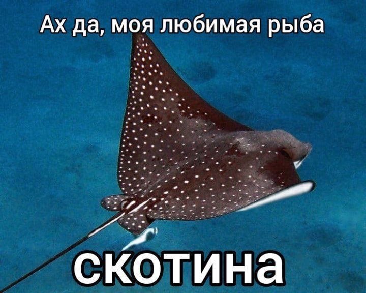 да, моя любимая рыба скотина