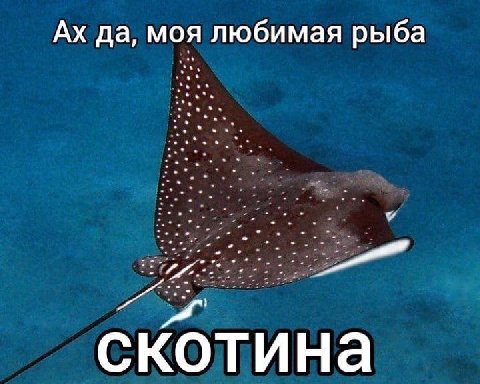да, моя любимая рыба скотина