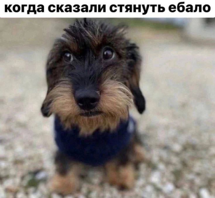когда сказали стянуть ебало