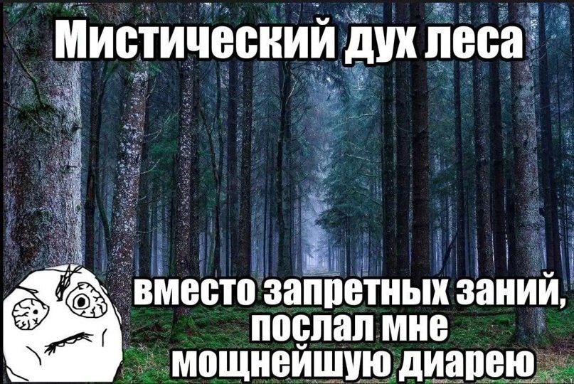 Мистический дух леса озапретных заний, вмест послал мне мощнейшую диарею