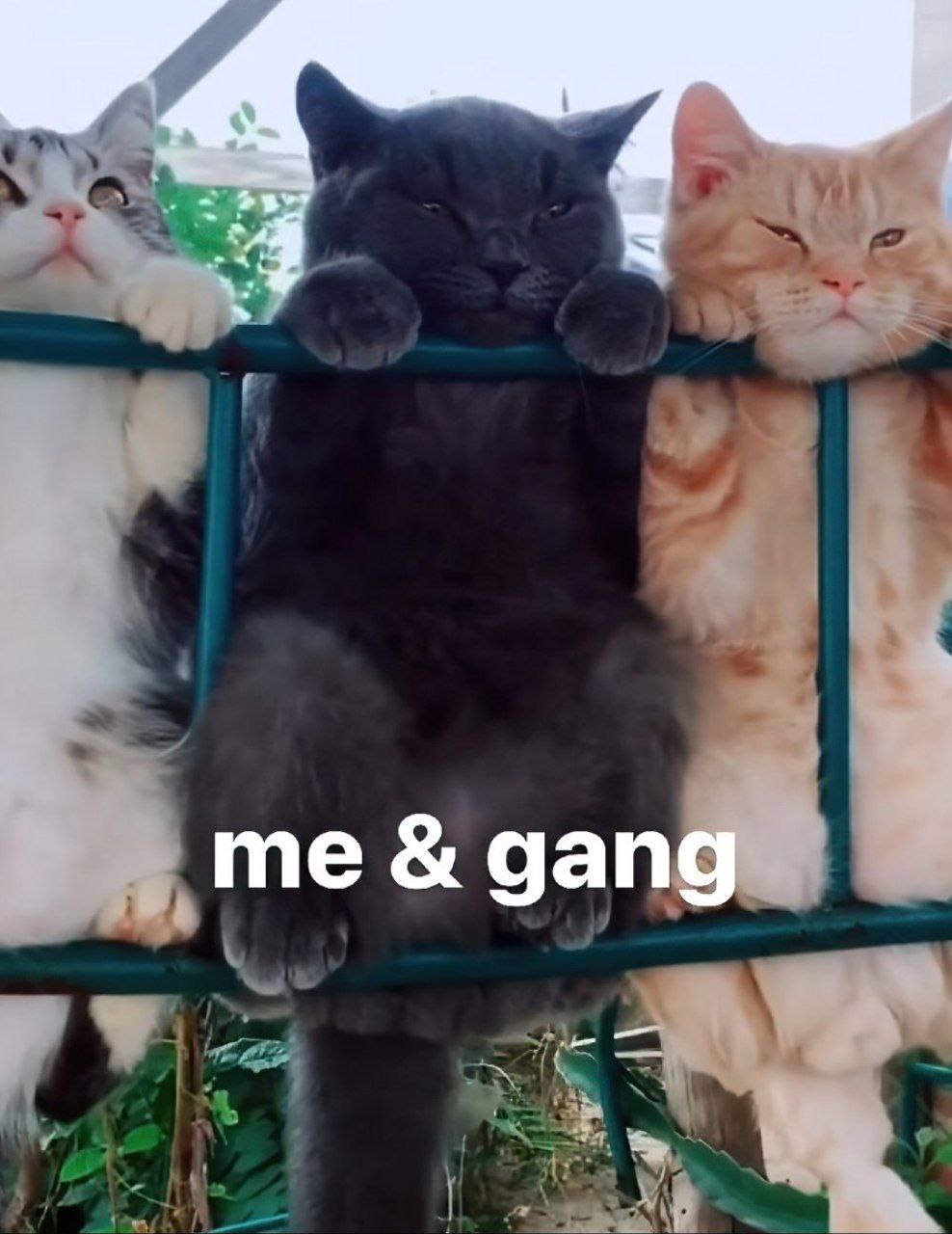 gang
