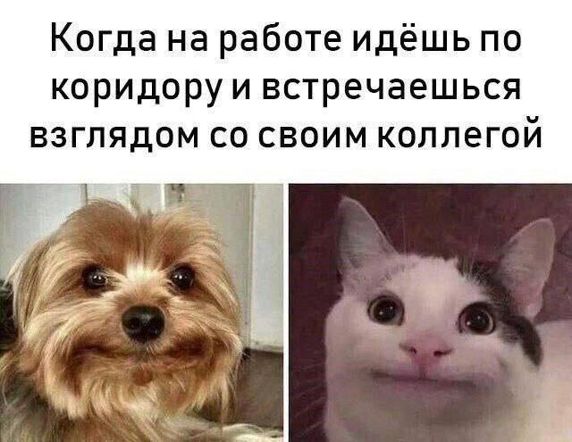 Когда на работе идёшь по коридоруи встречаешься ВЗГЛЯДОМ СВОИМ коллегой