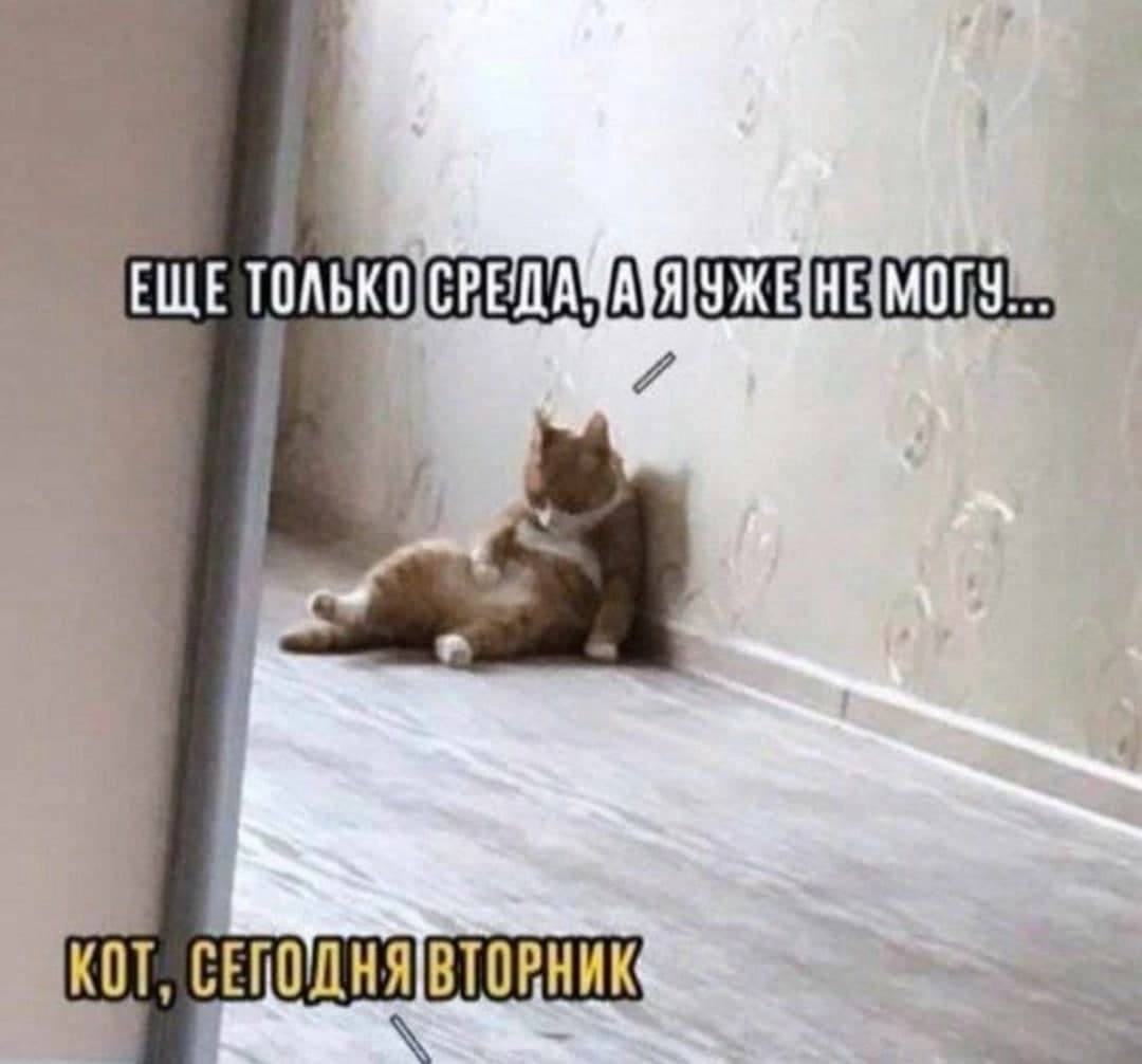 KOT,