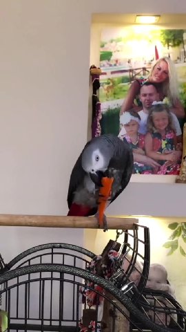 мем