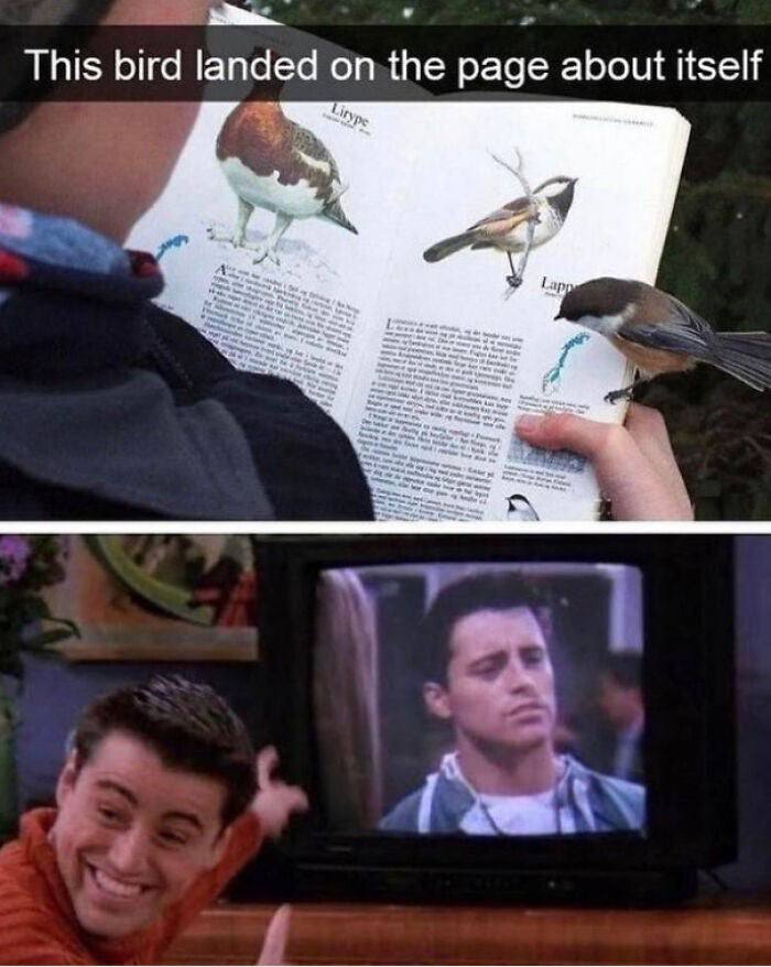 This bird landed on the page about itself