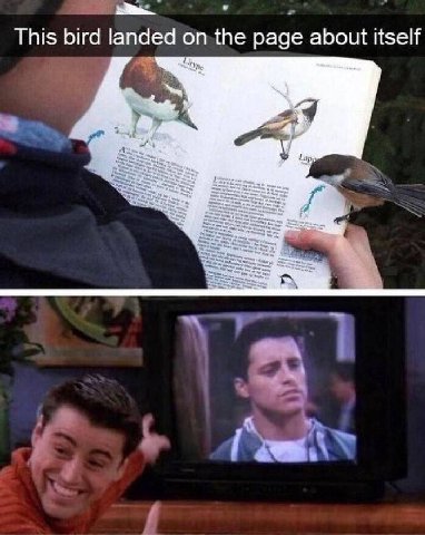 This bird landed on the page about itself