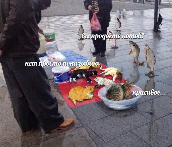 2 котов? нет a красивое