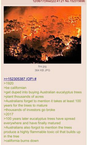 INO. 19096 sti А oN у 3 364 JPG >>152305387 >1920 >be califomian duped into buying Australian eucalyptus trees >piant thousands of acres >Australians forget to mention it takes at least 100 years for 