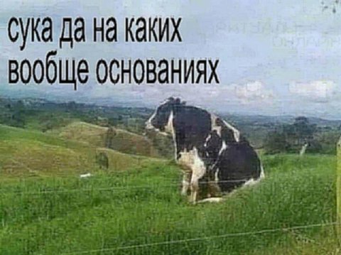 сука да на каких вообще основаниях