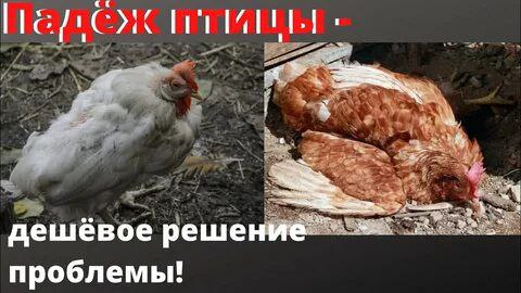 a дешевое реше проблемы!