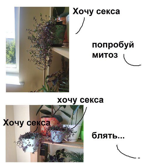 Хочу секса попробуй У MUTO3 хочу секса зат Хочу с блять