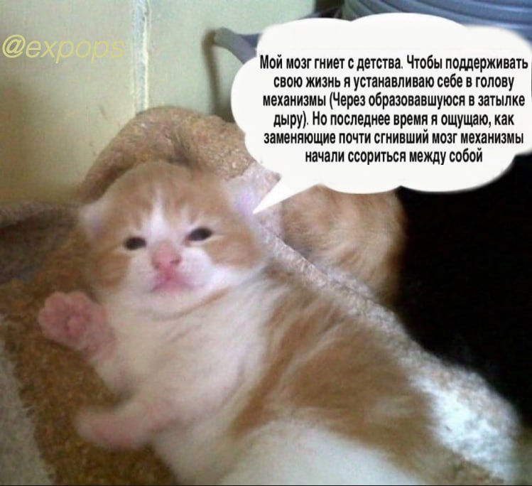 Мой мозг гниет с детства. Чтобы поддерживать свою жизнь я устанавливаю себе в голову механизмы (Через образовавшуюся в затылке дыру). Но последнее время я ощущаю, как заменяющие почти сгнивший мозг ме