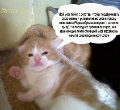 Мой мозг гниет с детства. Чтобы поддерживать свою жизнь я устанавливаю себе в голову механизмы (Через образовавшуюся в затылке дыру). Но последнее время я ощущаю, как заменяющие почти сгнивший мозг ме