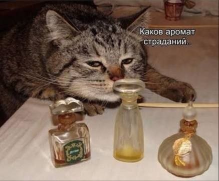 Каков аромат страдании. И