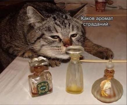 Каков аромат страдании. И