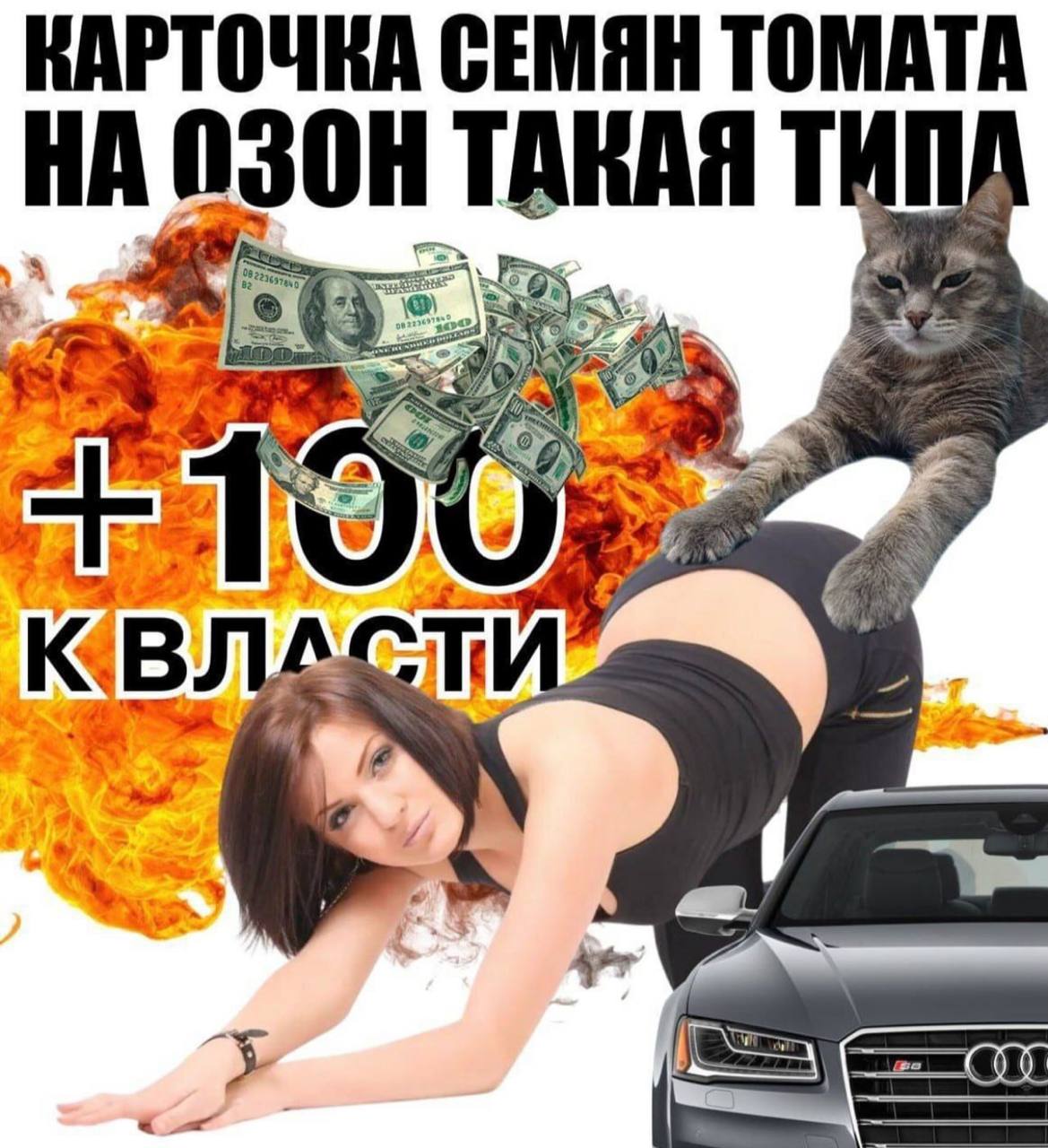 КАРТОЧКА СЕМЯН ТОМАТА 08] OF 7 DNS