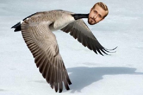 Райан Гусьлинг
