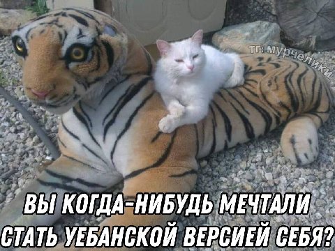 a у МЕЧТАЛИ: КОГДА-НИБУДЬ ВЫ К 9 БАНСКОЙ ВЕРСИЕЙ СЕБЯ? СТАТЬ УЕБАНСКОЙ