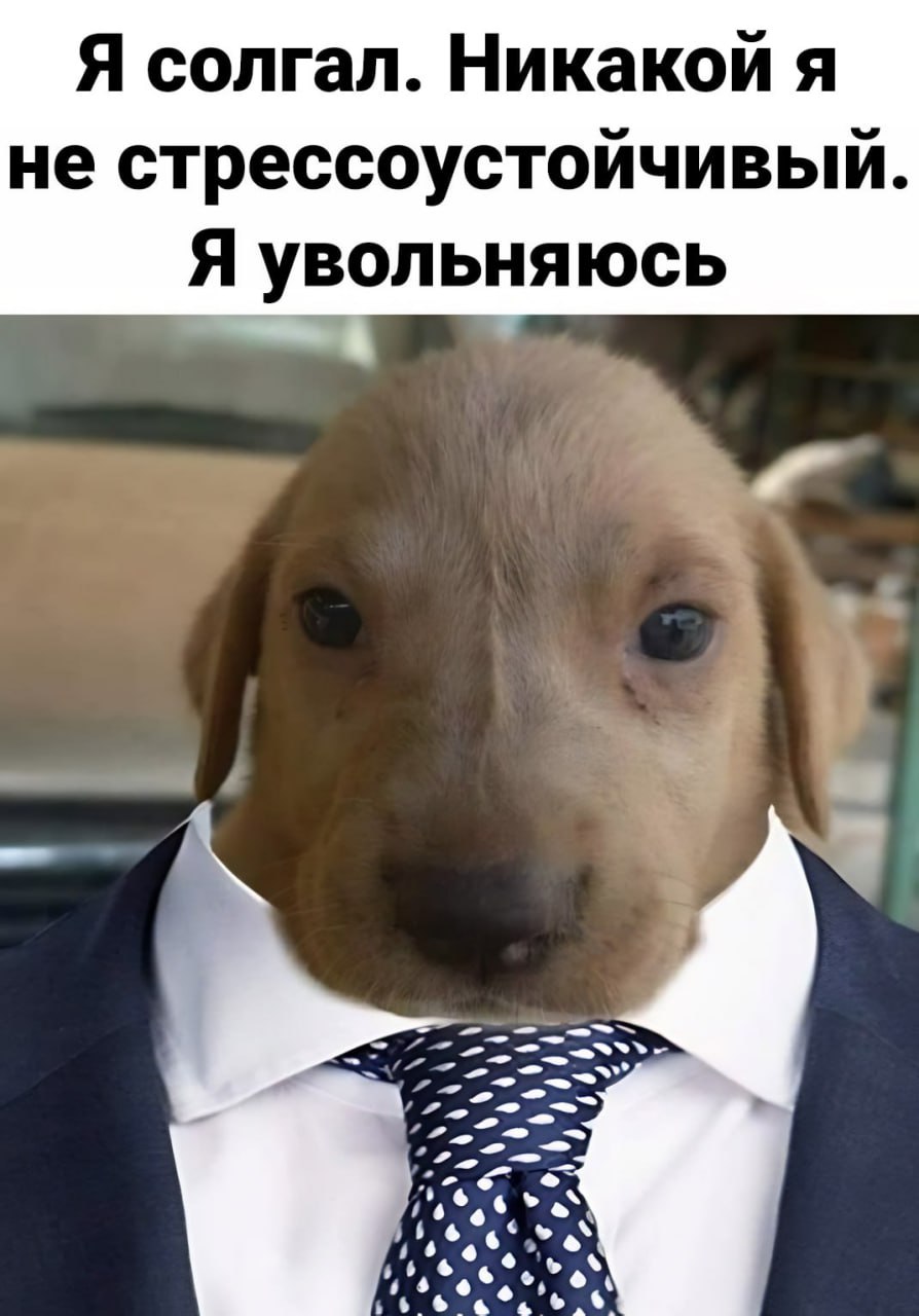 Я солгал. Никакой я не стрессоустойчивый. Я увольняюсь 14° 46 6 6