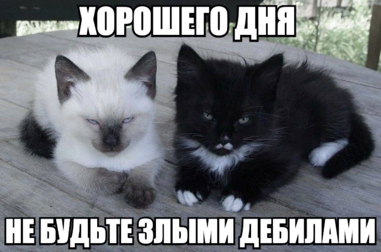 ХОРОШЕГО. ДНЯ» 4 4 НЕБУДЬТЕ ЗЛЫМИ ДЕБИЛАМИ