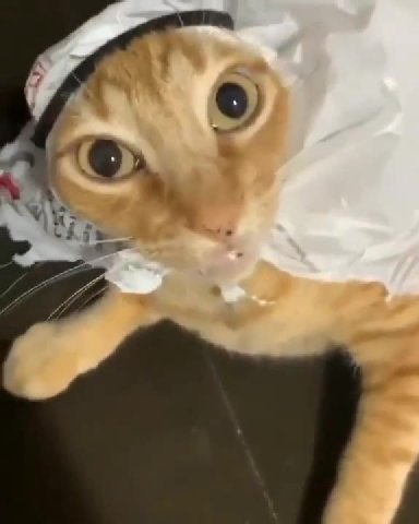 мем