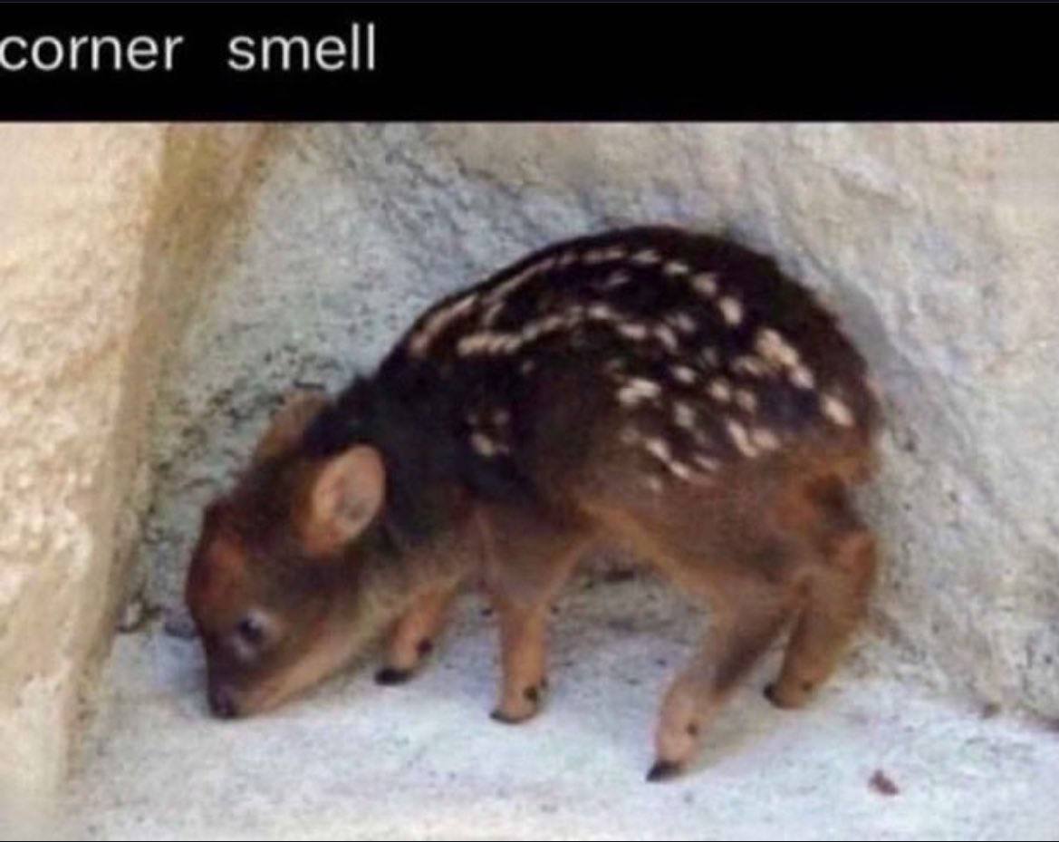 orner smell