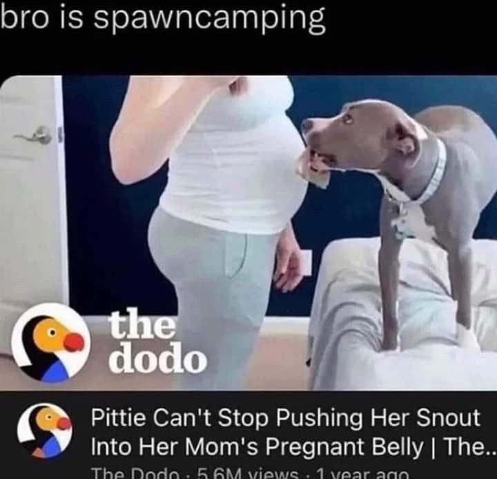 bro is spawncamping the dodo Pittie Can't Stop Pushing Her Snout У по Her Mom's Pregnant Belly The..