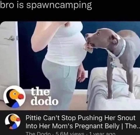 bro is spawncamping the dodo Pittie Can't Stop Pushing Her Snout У по Her Mom's Pregnant Belly The..
