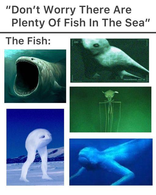 “Don't Worry There Are Plenty Of Fish In The Sea” The Fish: