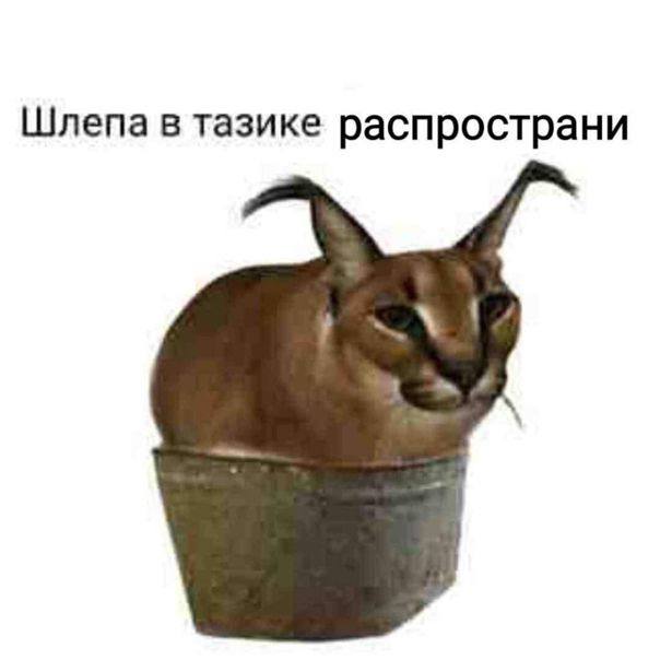 Шлепа в тазике распространи