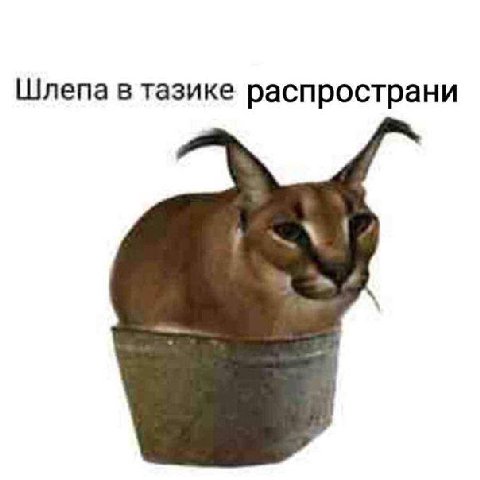 Шлепа в тазике распространи