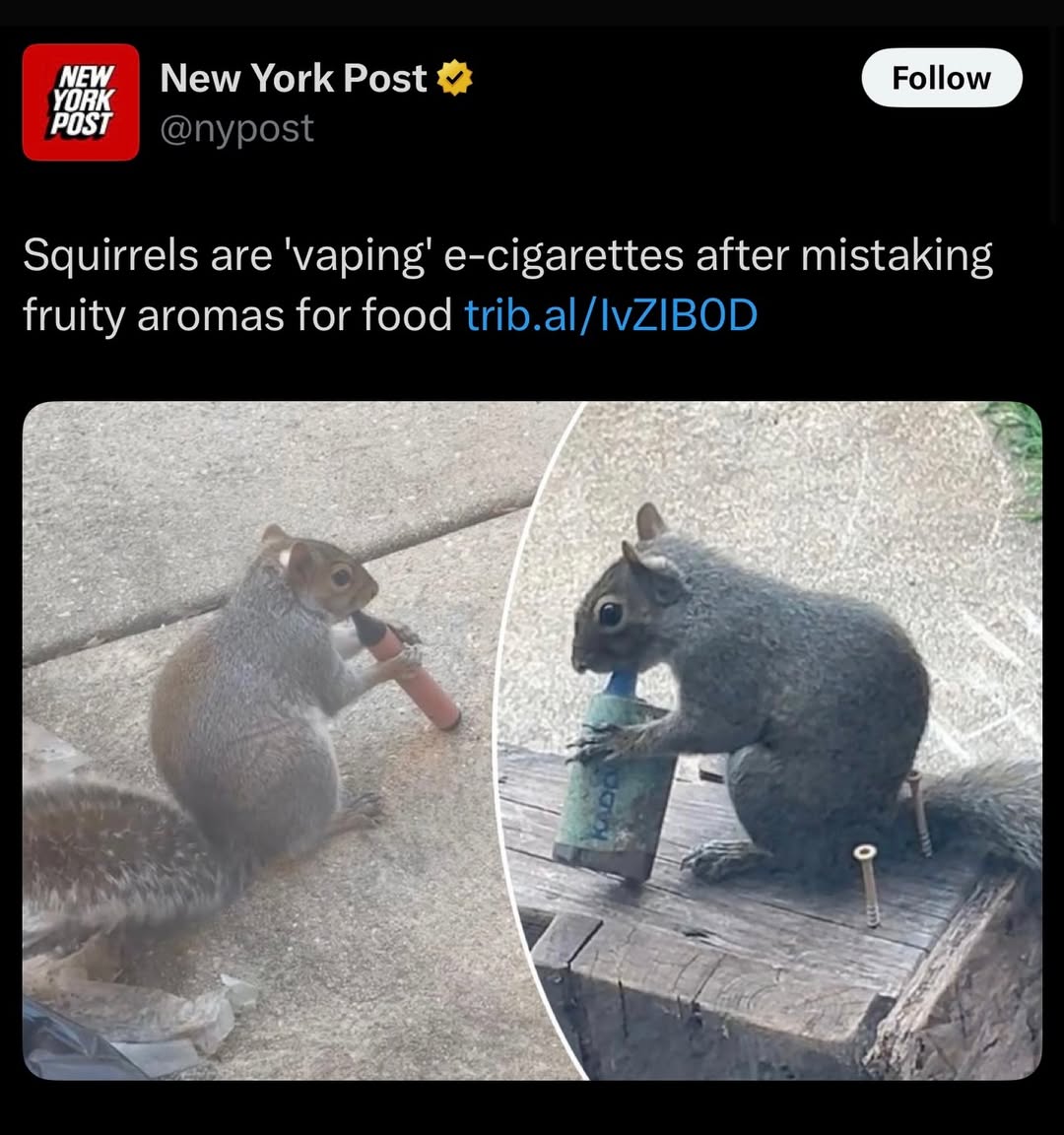 New York Post POST YORK Squirrels are 'vaping’ e-cigarettes after mistaking fruity aromas for food к? „У