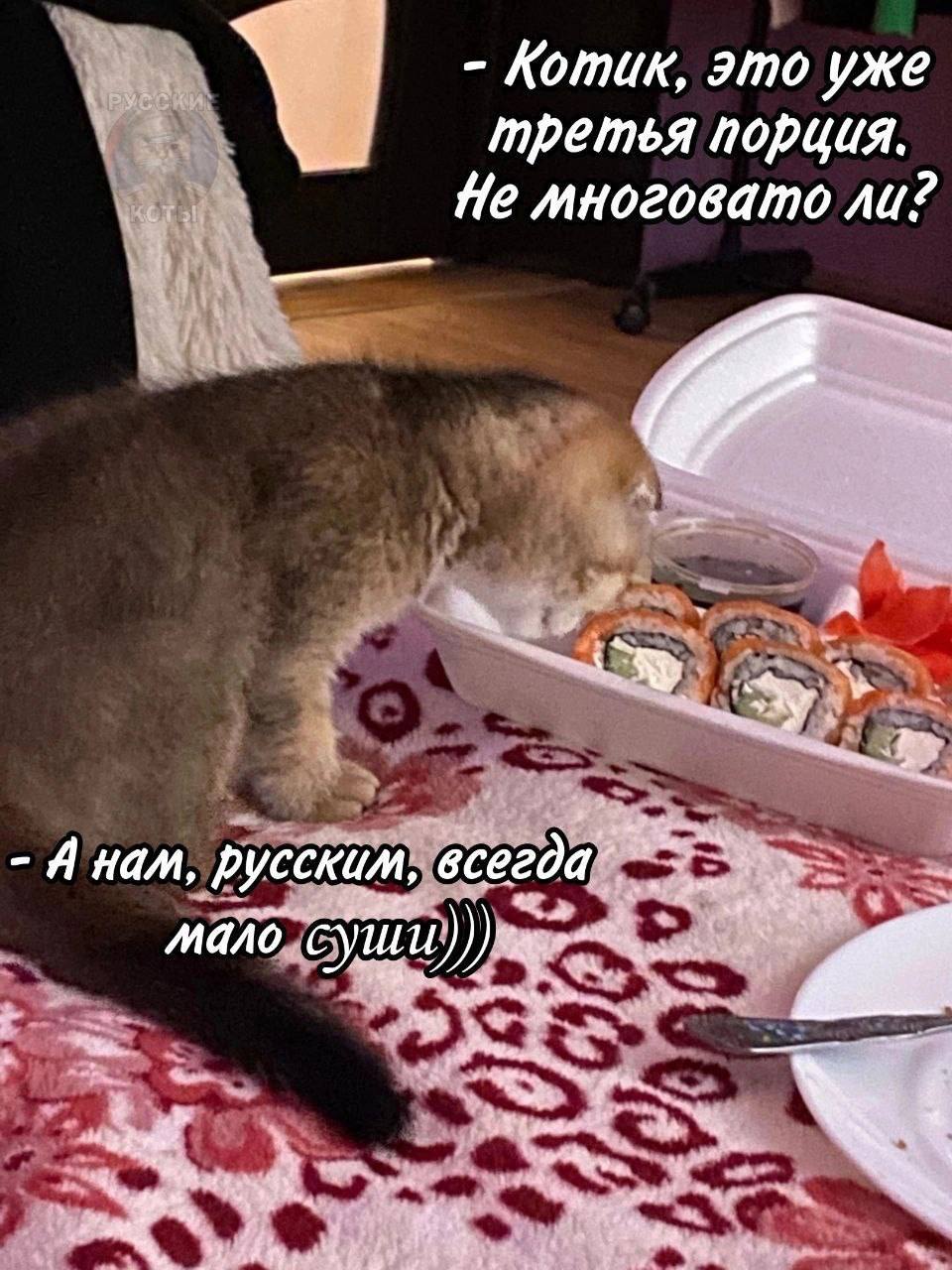Котик, это уже третья He многовато Я нам, русским всегда? суши