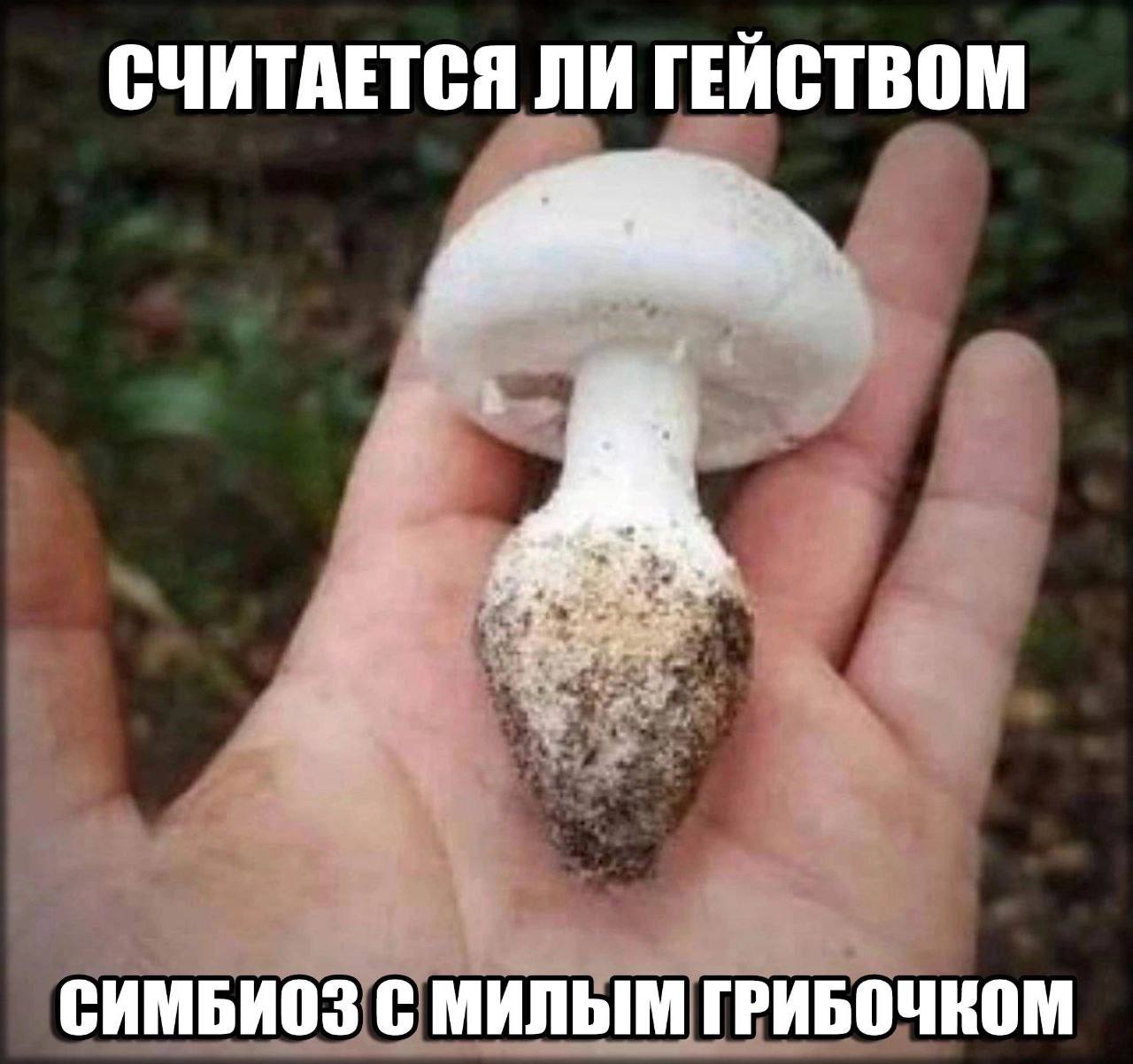 СЧИТАЕТСЯ ЛИ ГЕЙСТВОМ СИМБИОЗ С МИЛЫМ ГРИБОЧКОМ