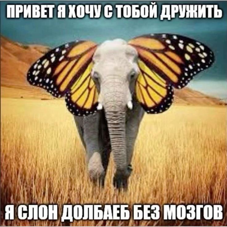 ХОЧУ С ТОБОЙ ДРУЖИТЬ 7 lon; Я СЛОН ДОЛЬДЕБ БЕЗ МОЗГОВ