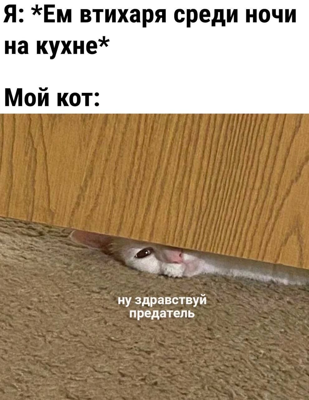 Я: втихаря среди ночи на Мой кот: ну здравствуй предатель