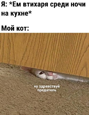 Я: втихаря среди ночи на Мой кот: ну здравствуй предатель
