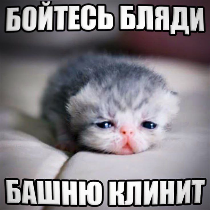 БОЙТЕСЬ БЛЯДИ