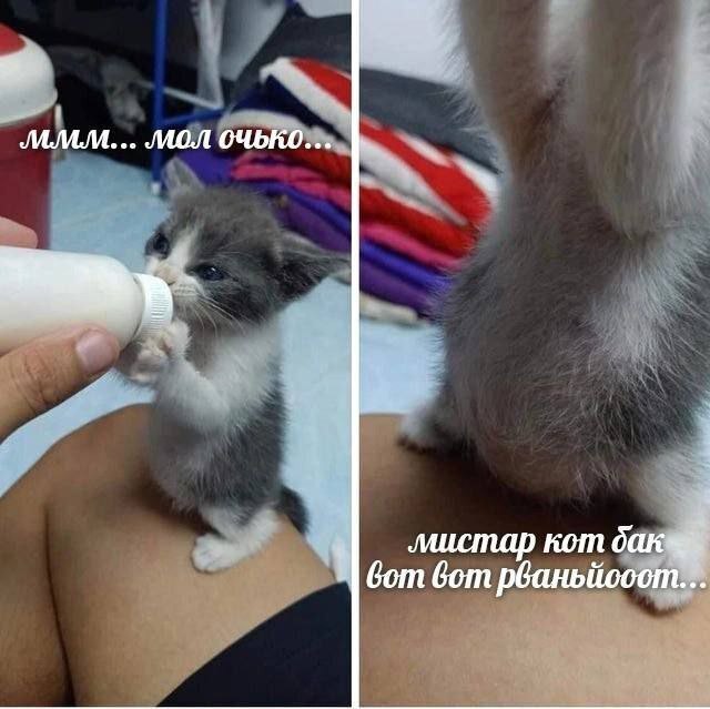 кот вот вот рваньйооот..