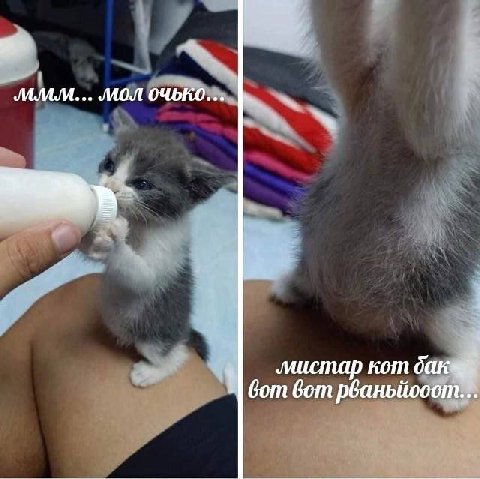кот вот вот рваньйооот..