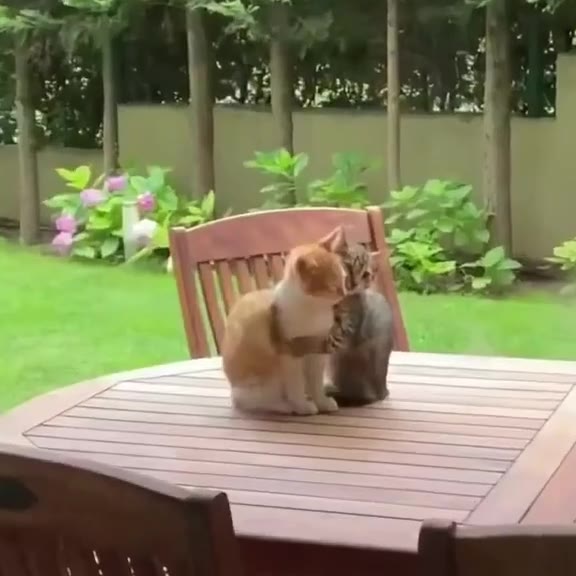 gm котята