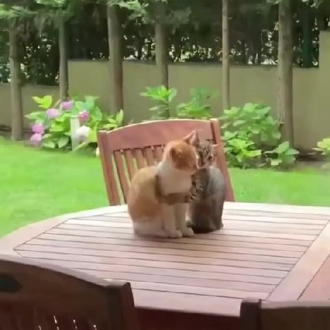 gm котята